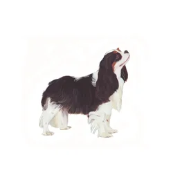 Cavalier King Charles Spaniel, 2011