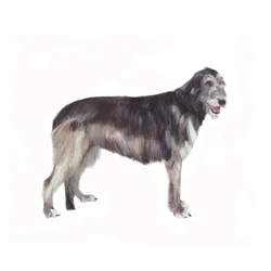 Irish Wolfhound, 2011