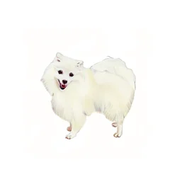 Japanese Spitz, 2011