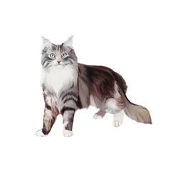 Marine Coon Cat, 2014