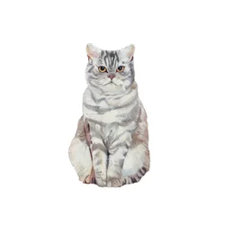 Selkirk Rex, 2014
