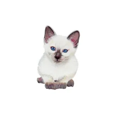 Siamese kitten, 2014