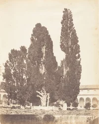 Old Cypress Trees in Carthusian Convent, Rome