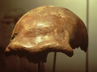 Cranium of a Neanderthal