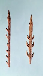 Two Harpoons, Upper Paleolithic Period