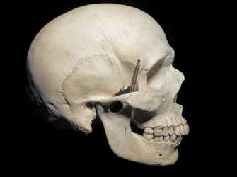Paleontology: Skull of Homo Sapiens