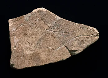Petroglyph Representing a Deer, Parpallo Cave, Spain. Upper Paleolithic, Solutreen