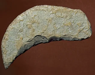 Prehistory: Chopper Type Tool of Lithic Manufacture of Kjokkenmoddinger, Denmark