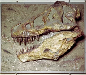 Prehistory: Dinosaur skull Tyrannosaurus rex (T Rex or tyrannosaur). Cretaceous period. Museo civico di storia naturale, Milan