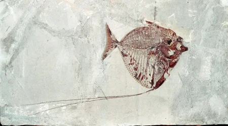 Prehistory: Mene Rhombea fish fossil from the site of Mount Bolca. Eocene period. Museo civico di storia naturale, Milan