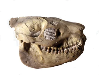 Prehistory: Oreodon