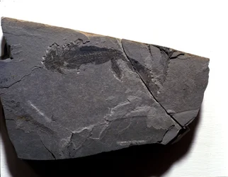 Prehistory: Permian period, Paleozoic era. Branchiosaurus (Brahiopode) fossil. Found in Rotliegen in Germany