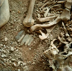 Prehistory: double sepulture of adults and children. Detail view of the funeral trousseau from the Candid Arene Cave (Finale Liguria), Liguria. Mesolithic, 7000-6000 BC. Genes, museo di archeologia ligure