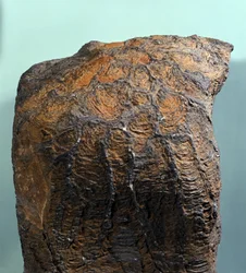 Prehistory: fossil of Stromatolite (or stromatolith), marine rock, archeozoic era. Found in Mauritania