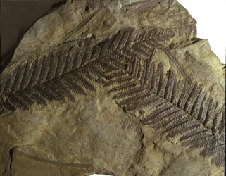 Prehistory: Fossil of Neuropteris of the Fern Family. Era of the Paleozoic, Period of Carboniferous. Found in Villach, Austria