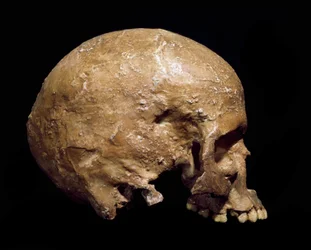 Prehistory: Fossil Skull of Homo Sapiens from Grimaldi