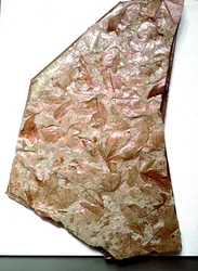Prehistory: fossilized leaves from Piemont (Italy). Period of the inferior Quaternary. Museo civico di storia naturale, Milan