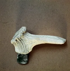 Green stone hatchet with deer horn handle from the cave of Pollera, Liguria. Middle Neolithic, Stone Age. Museo di archeologia Ligure, Genoa