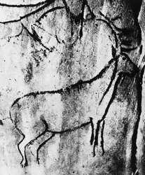 Prehistory: representation of a deer in the cave of Niaux in Ariege - photography.