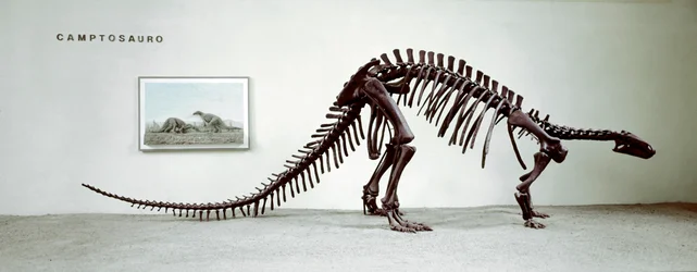 Skeleton of the camptosaur dinosaur (Camptosaurus Browni) (Superior Jurassic)