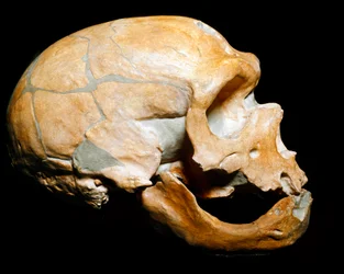 Prehistory: skull of the Man of the Chapel to the Saints, Neanderthal, Paleolithic