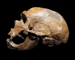Skull of the Man of the Chapel to the Saints