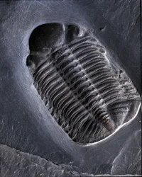 Trilobite Phacops Rana Fossil