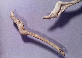 Prehistory: two thrusters said to the jumping horse
