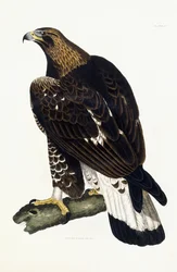 A Young Golden Eagle