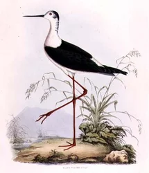 Black Winged Stilt, from 