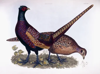 Pheasants (Male & Female)