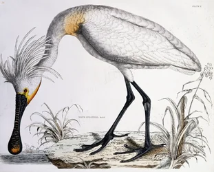 White Spoonbill, 1834