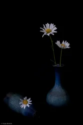 Elegant Daisies in Blue