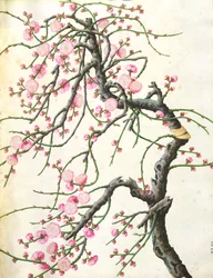 Peach Blossom