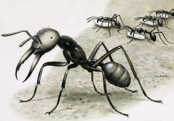 Ants
