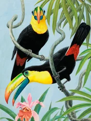 Big-beaked Birds