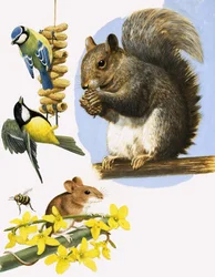 Busy Little Animals, Including the Blue Tit, Great Tit, Bumble Bee, Field Mouse and Grey Squirrel