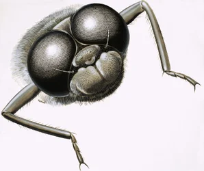 Close Up of a Dragonfly