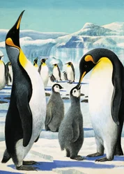 King Penguin