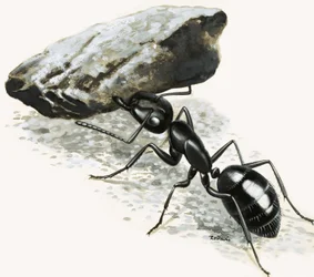 Little Monsters: The Mighty Ant