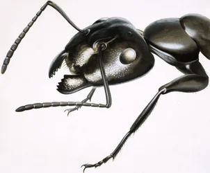 Little Monsters: The Mighty Ant