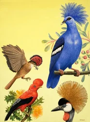 Nature Wonderland: Birds with Crowns