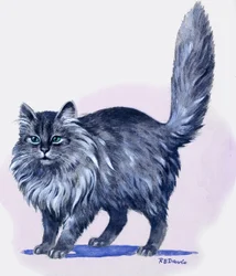 Persian Cat, from 