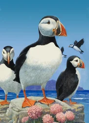 Puffins