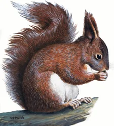 Red Squirrel
