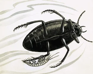 Shrimps Often Hitch a Ride with Great Water Beetles