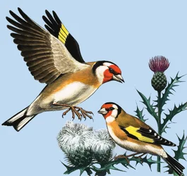 The Countryside in September (illustration)