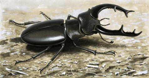 The Stag Beetle