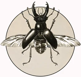 The Stag Beetle