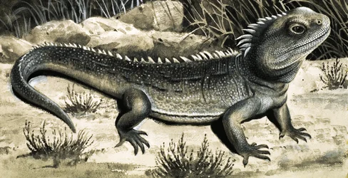 The Tuatara